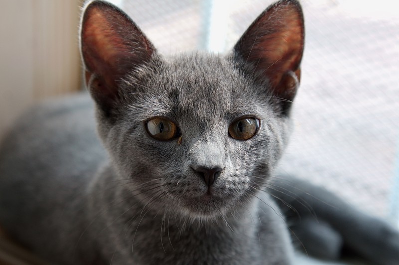 一个灰色的俄罗斯蓝猫的特写。