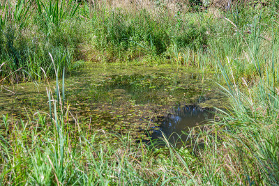 Small city pond with green duckweed