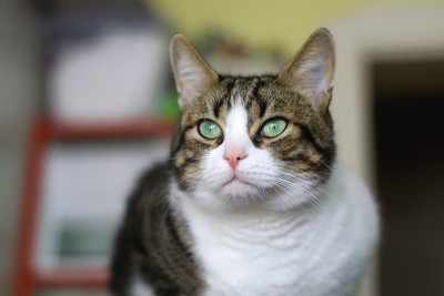 室内的猫