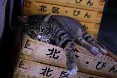 一只懒猫