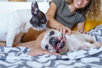 法国斗牛犬在床上流口水的细节。