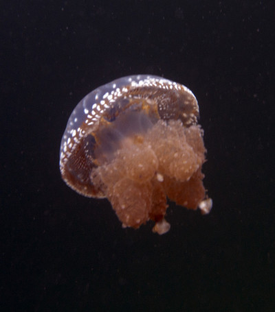 水母特写照片