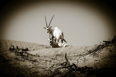 大羚羊“Oryx