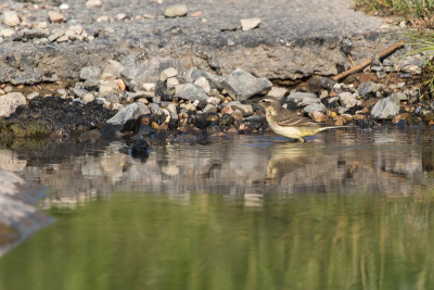 西部黄Wagtail(莫塔西拉黄)
