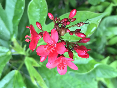 红色的花在花园里