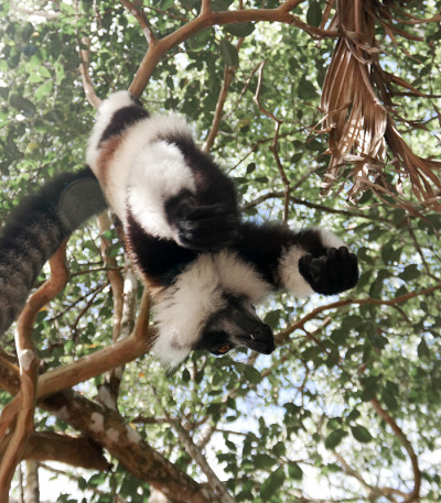 黑白皱领狐猴的肖像，又名瓦雷夏斑狐猴或瓦里狐猴在树，Atsinanana地区，马达加斯加