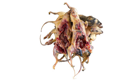煮花栗鼠肉