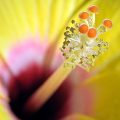 芙蓉