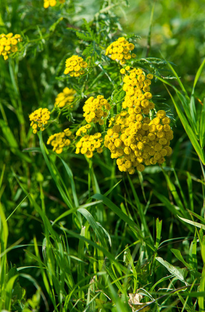 Tanacetum。艾菊。雏菊一种雏菊科植物，有黄色平顶的纽扣状花头和芳香的叶子，以前用于烹饪和医药