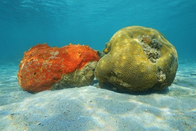 海洋生物红色钻孔海绵和沟槽脑珊瑚