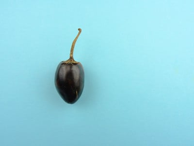 干拨浪鼓墨西哥辣椒，也被称为卡斯卡贝尔辣椒和拨浪鼓辣椒在一个蓝色的背景