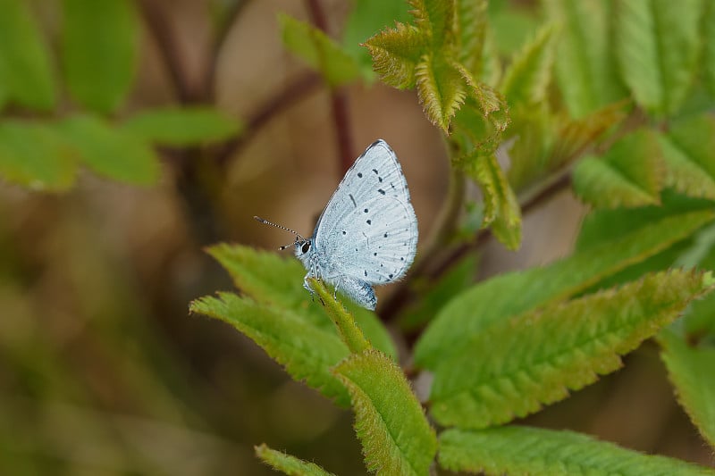 冬青(Celastrina argiolus)是一种蝴蝶，属于灰蝶科或蓝色科，原产于欧亚大陆和北美。