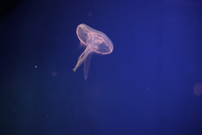 游到深海