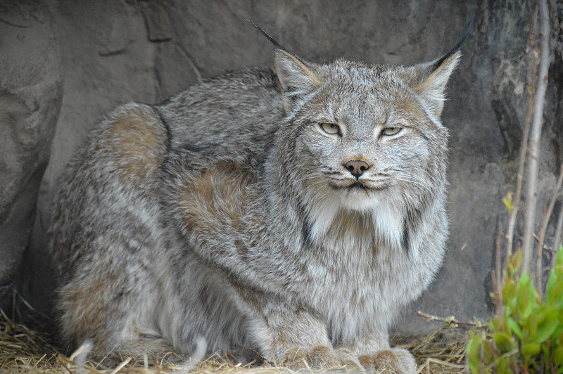 加拿大山猫