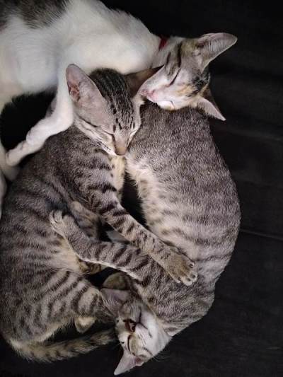三只猫睡在一起，抱着自己