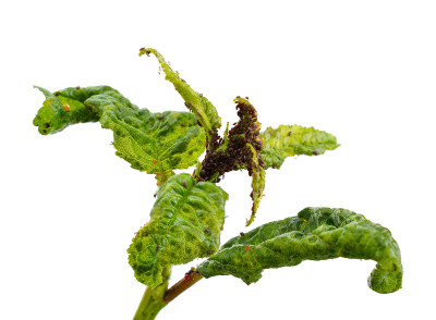 樱桃枝被植物虱子(蚜虫)击中。