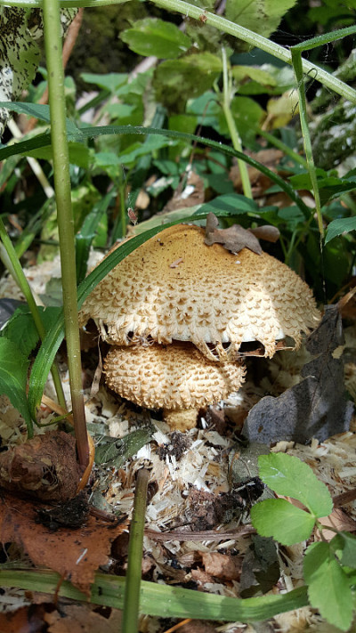 阳伞蘑菇
