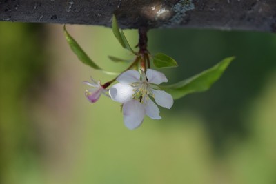 春天鲜花盛开