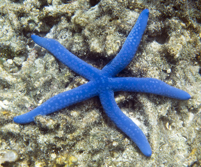 托吉安岛上的一颗蓝色海星