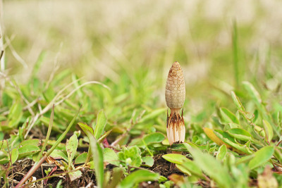 木贼、木贼