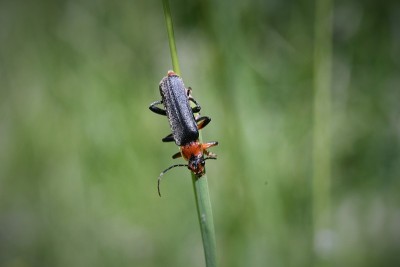 士兵甲虫