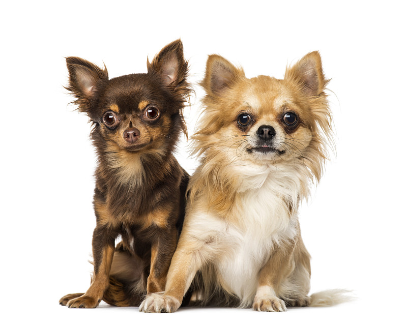 两个吉娃娃犬
