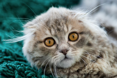 苏格兰折耳猫的小猫