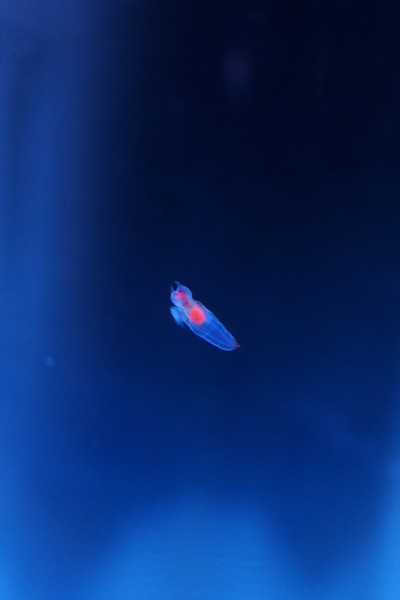 知床妖精Clione