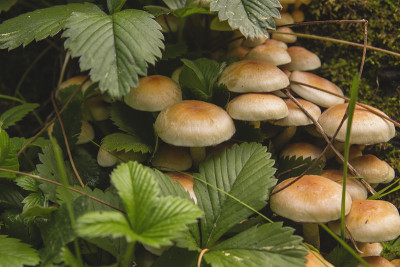 在枯木上生长的菌丝球菌