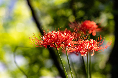 秋园草，村上春树绿色公园，千叶县八代市，日本