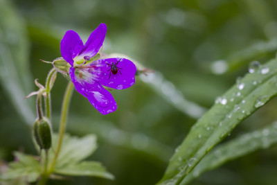 羊蜱，蓖麻硬蜱