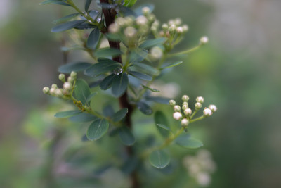 鲜花- 2021年5月-第一批
