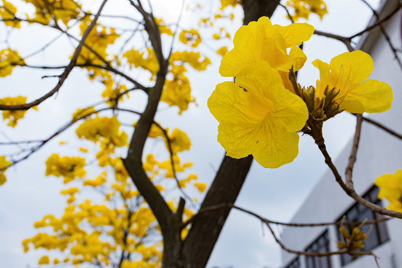 盛开的瓜亚坎或手花菊花树