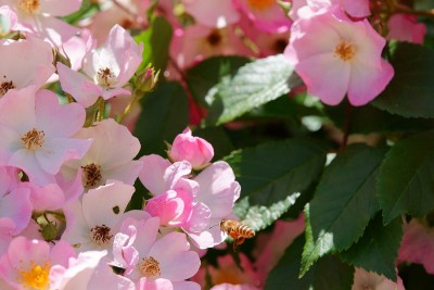 蜜蜂