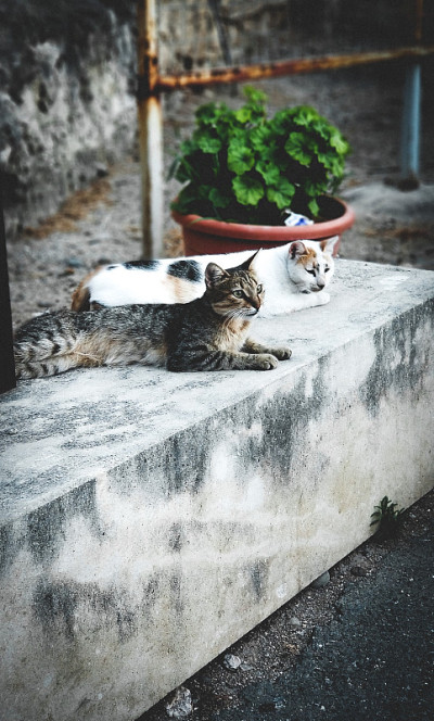 友谊
