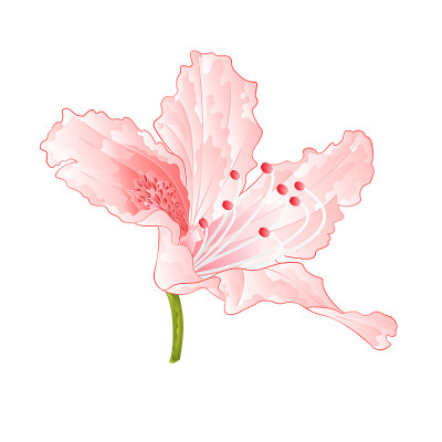 浅粉色的花杜鹃花灌木复古矢量插图编辑