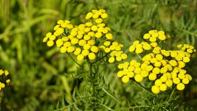 绿色背景中有黄色的檀香花(Tanacetum vulgor, common tansy, bitte