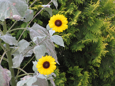 花