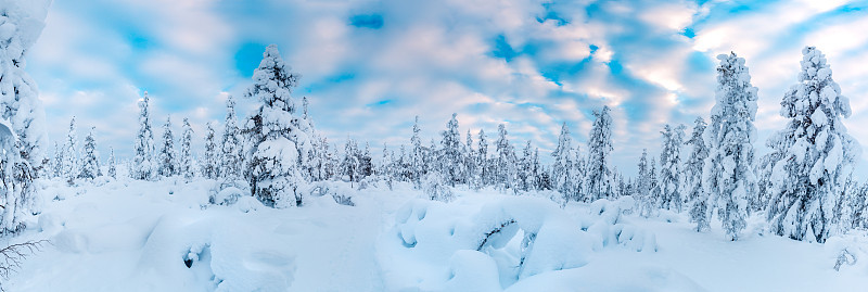 云杉森林覆盖雪在冬季景观
