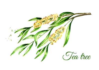 茶树枝。化妆品和药用植物。水彩手绘插图，孤立的白色背景
