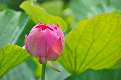 莲花
