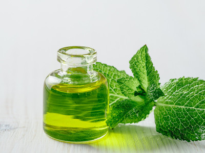 梅丽莎或薄荷油和绿叶
