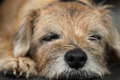 博德猎狐犬