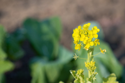 油菜籽花
