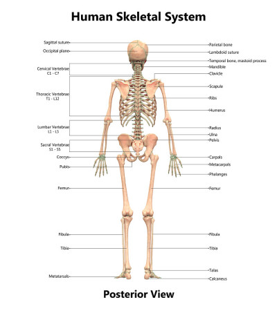 带有详细标签的人体骨骼系统解剖学
