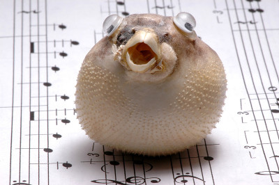Fishy只有
