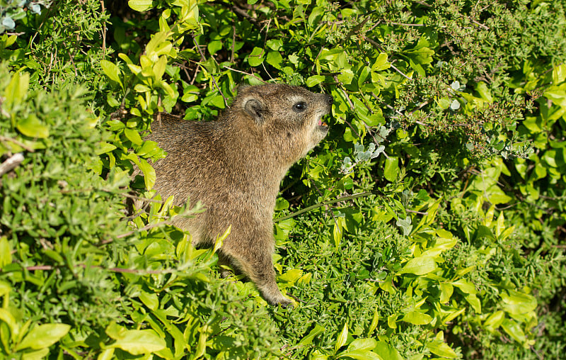 裙子dassie