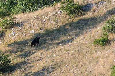 - arctos marsicanus - Abruzzo，意大利