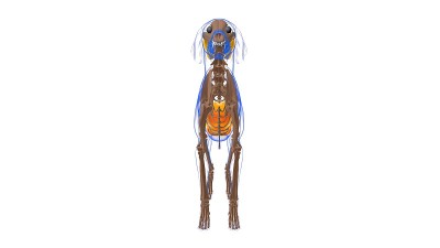 腹直肌狗肌肉解剖医学概念3D
