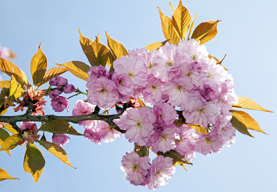 樱花